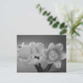 Double Delight Tulips dans carte postale monochrom (Debout devant)