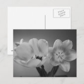 Double Delight Tulips dans carte postale monochrom (Devant / Derrière)