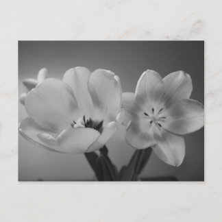 Double Delight Tulips dans carte postale monochrom