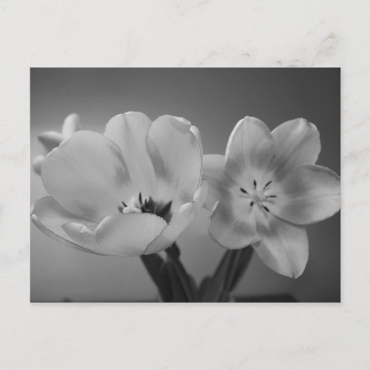 Double Delight Tulips dans carte postale monochrom (Devant)