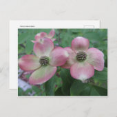 Double Dogwood Briefkaart (Voorkant / Achterkant)