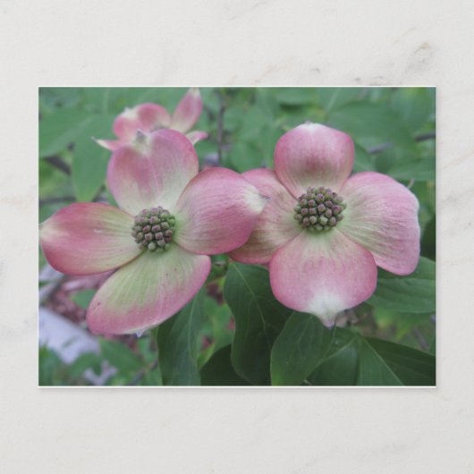 Double Dogwood Briefkaart (Voorkant)
