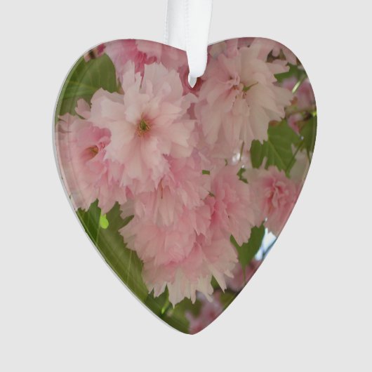 Double floraison cerisier II printemps fleuri (devant)