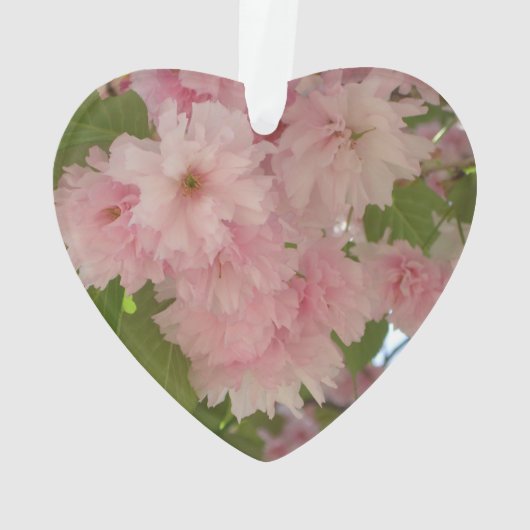 Double floraison cerisier II printemps fleuri (dos)