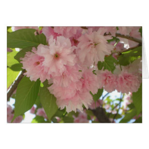 Double floraison cerisier II printemps fleuri