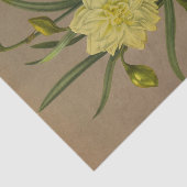 Double Narcissus Sulfur Kroon Silver Phoenix Tissuepapier (Detail)