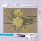 Double Narcissus Sulfur Kroon Silver Phoenix Tissuepapier (Craft)