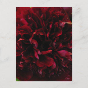Double Peony Tulip Briefkaart