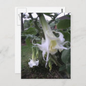 Double White Brugmansia Briefkaart (Voorkant / Achterkant)