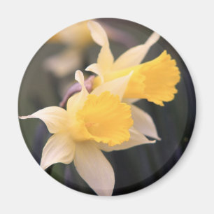 Double Wild Daffodil Magnet Magneet