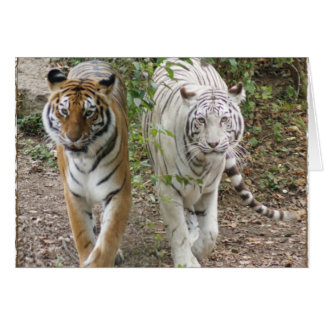 DOUBLES TIGRES ORANGE/WHITE DU PROBLÈME 2