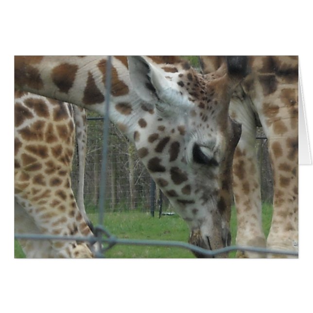 Douce Girafe (Devant horizontal)
