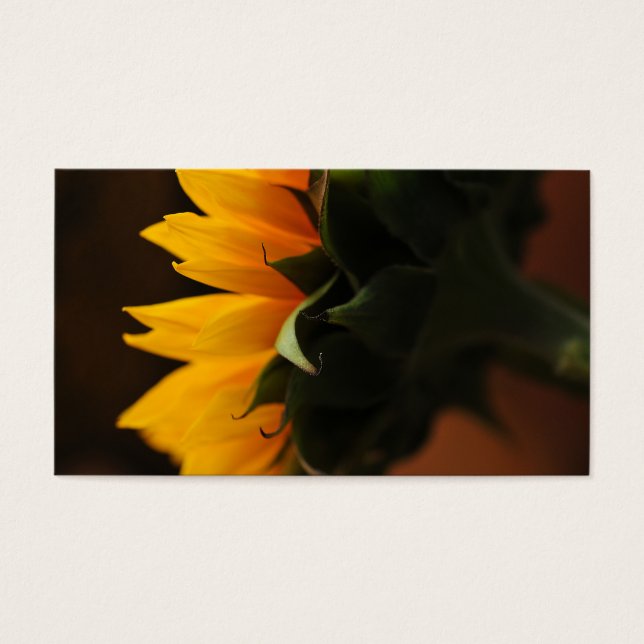 Douceur (tournesol) (Devant)