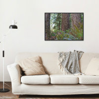 Douglas Fir Conifer Forest