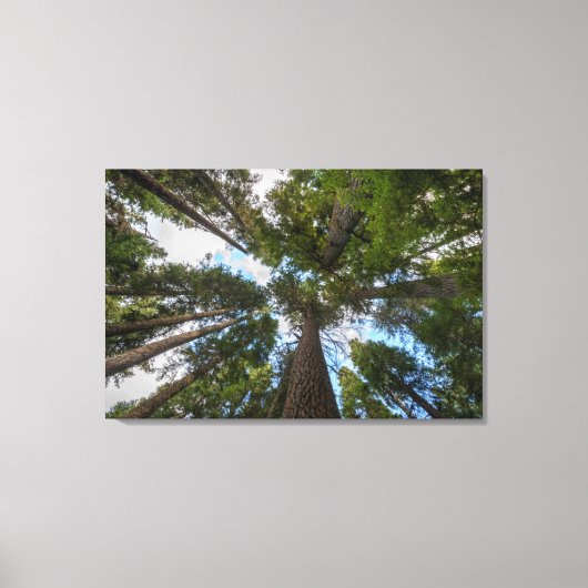 Douglas Fir tree canopy Canvas Afdruk (Voorkant)