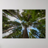 Douglas Fir tree canopy Poster (Voorkant)