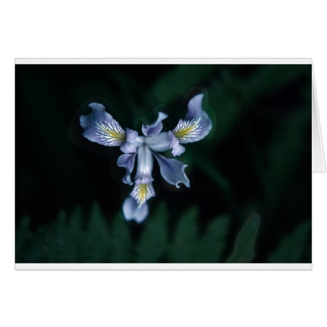 DouglasIris (Voorkant Horizontaal)