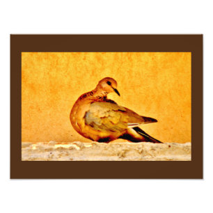 Dove Beauty Foto Afdruk