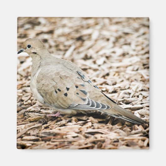 Dove de deuil 3 Magnet (Devant)