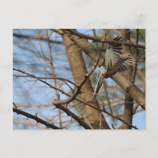 Dove de deuil en vol carte postale (Devant)