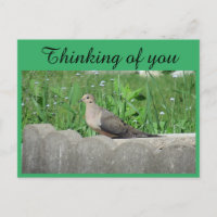 Dove In Garden Foto Denken aan jou