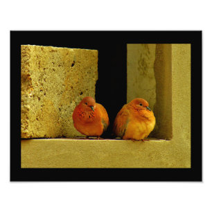 Dove Pair Foto Afdruk