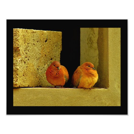 Dove Pair Foto Afdruk (Voorkant)