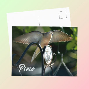 Dove Wings Spread Peace Photographic Briefkaart