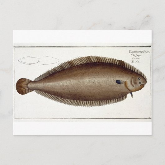 Dover Sole (Solea Solaea) bord XLV uit 'Ichthyol Briefkaart (Voorkant)