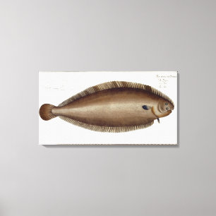 Dover Sole (Solea Solaea) bord XLV uit 'Ichthyol Canvas Afdruk