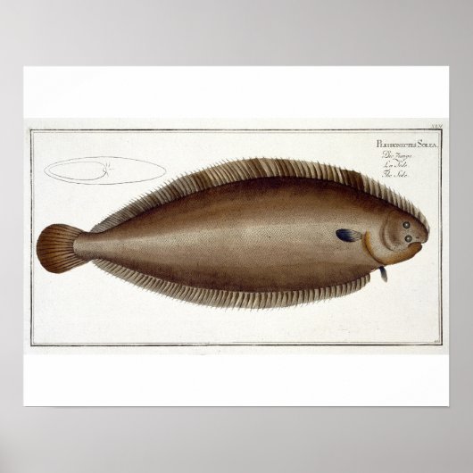 Dover Sole (Solea Solaea) bord XLV uit 'Ichthyol Poster (Voorkant)