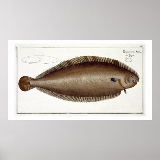 Dover Sole (Solea Solaea) bord XLV uit 'Ichthyol Poster (Voorkant)