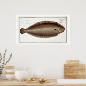 Dover Sole (Solea Solaea) bord XLV uit 'Ichthyol Poster (Keuken)