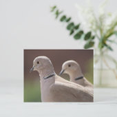 Doves in Love Briefkaart (Staand voorkant)