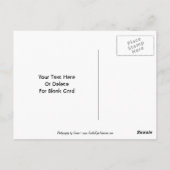 Doves sur succursale Carte postale personnalisable (Dos)