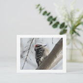 Downey Woodpecker Briefkaart (Staand voorkant)