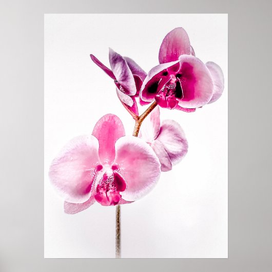 Downloadbare Orchids Poster Print (Voorkant)