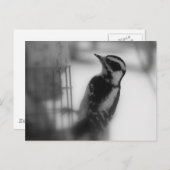 Downy Briefkaart (Voorkant / Achterkant)