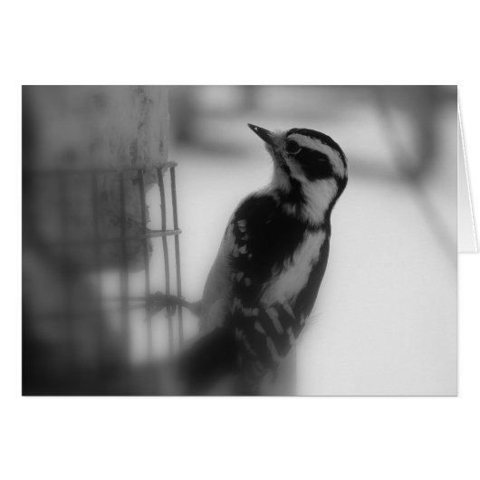 Downy Woodpecker (Voorkant Horizontaal)