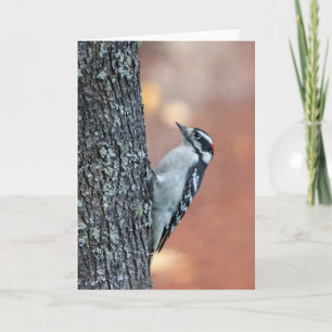 Downy Woodpecker Blank Note Card Kaart
