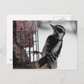 Downy Woodpecker Briefkaart (Voorkant / Achterkant)