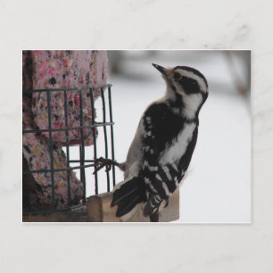Downy Woodpecker Briefkaart