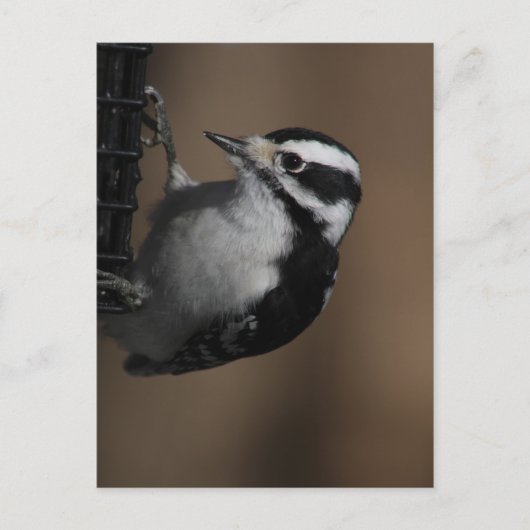 Downy Woodpecker briefkaart (Voorkant)