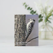 Downy Woodpecker Briefkaart (Staand voorkant)