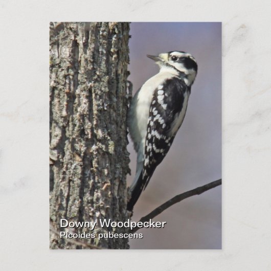 Downy Woodpecker Briefkaart (Voorkant)