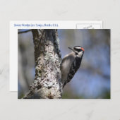 Downy Woodpecker Briefkaart (Voorkant / Achterkant)