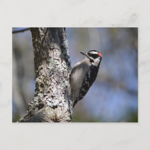 Downy Woodpecker Briefkaart
