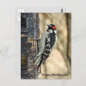 Downy Woodpecker Briefkaart (Voorkant / Achterkant)