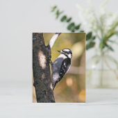 Downy Woodpecker Briefkaart (Staand voorkant)