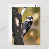 Downy Woodpecker Briefkaart (Voorkant / Achterkant)